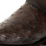 Bota Hombre Cuadra 827AVTS Terneta Inca Avestruz - Imagen 6