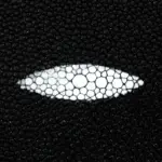 Documentera Hombre Cuadra BOC04MA mantarraya - Imagen 2