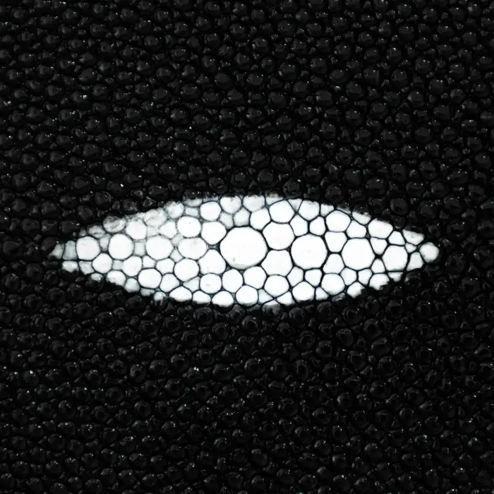 Documentera Hombre Cuadra BOC04MA mantarraya - Imagen 2